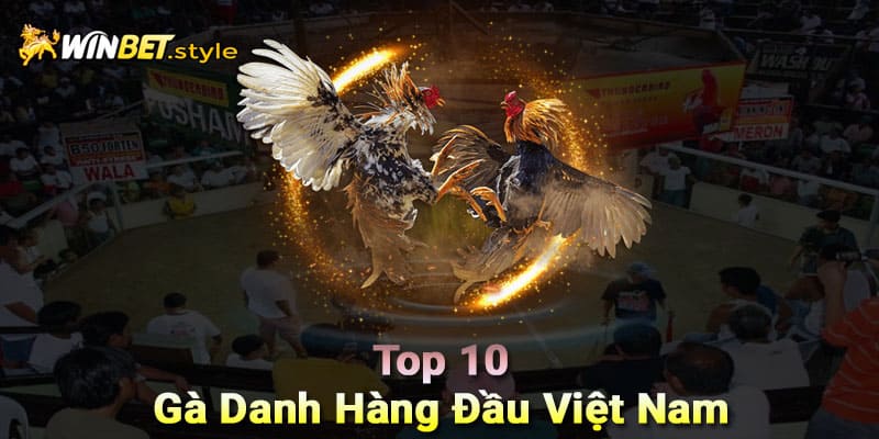 Top 10 gà danh hàng đầu Việt Nam