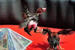 Bật Mí Cách Chơi Đá Gà Sabong Tại WinBet Thắng Lớn 99%